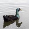 Locals Try To Save Duck From Prospect Park Lake